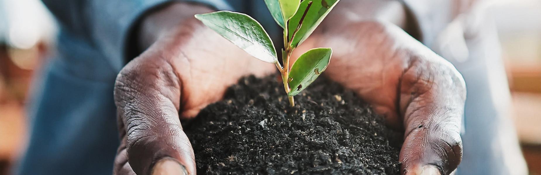 A person holding out their hands holding a plant in some soil.