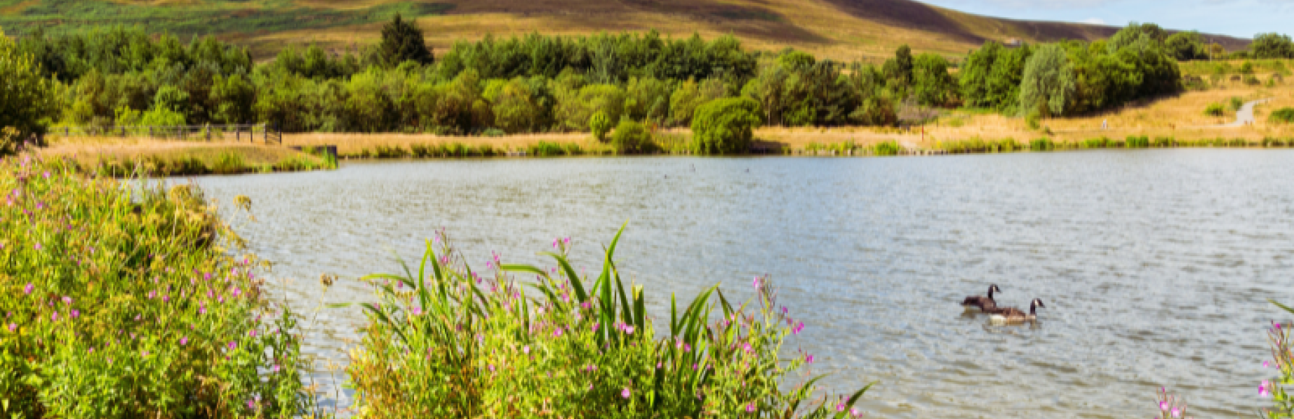 Torfaen Garn Lakes nature reserve