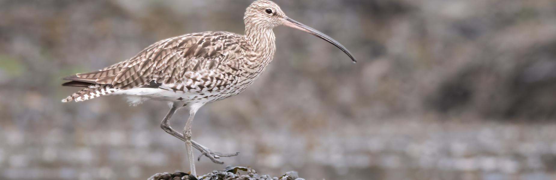 A curlew standing on a mound of seaweed near the water’s edge. 